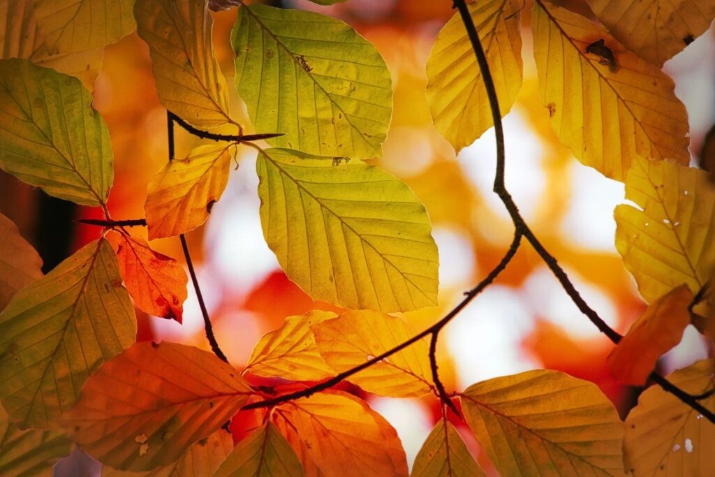 leaves-3821710_1920